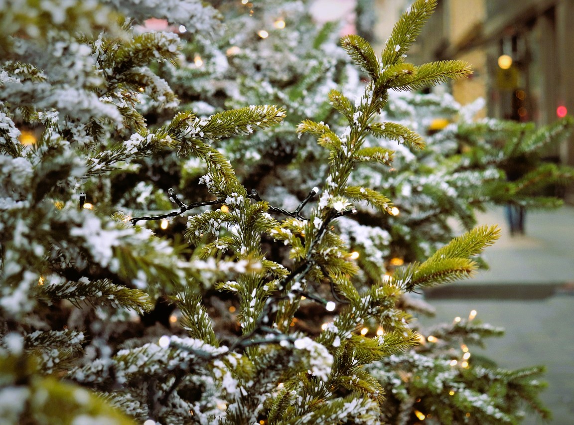 Christmas tree snowy