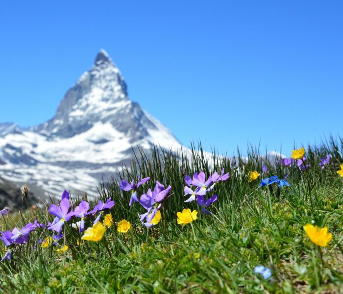 Matterhorn in Zermatt, Switzerland during spring.