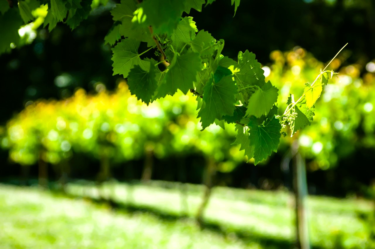 Germany Mosel wine yard