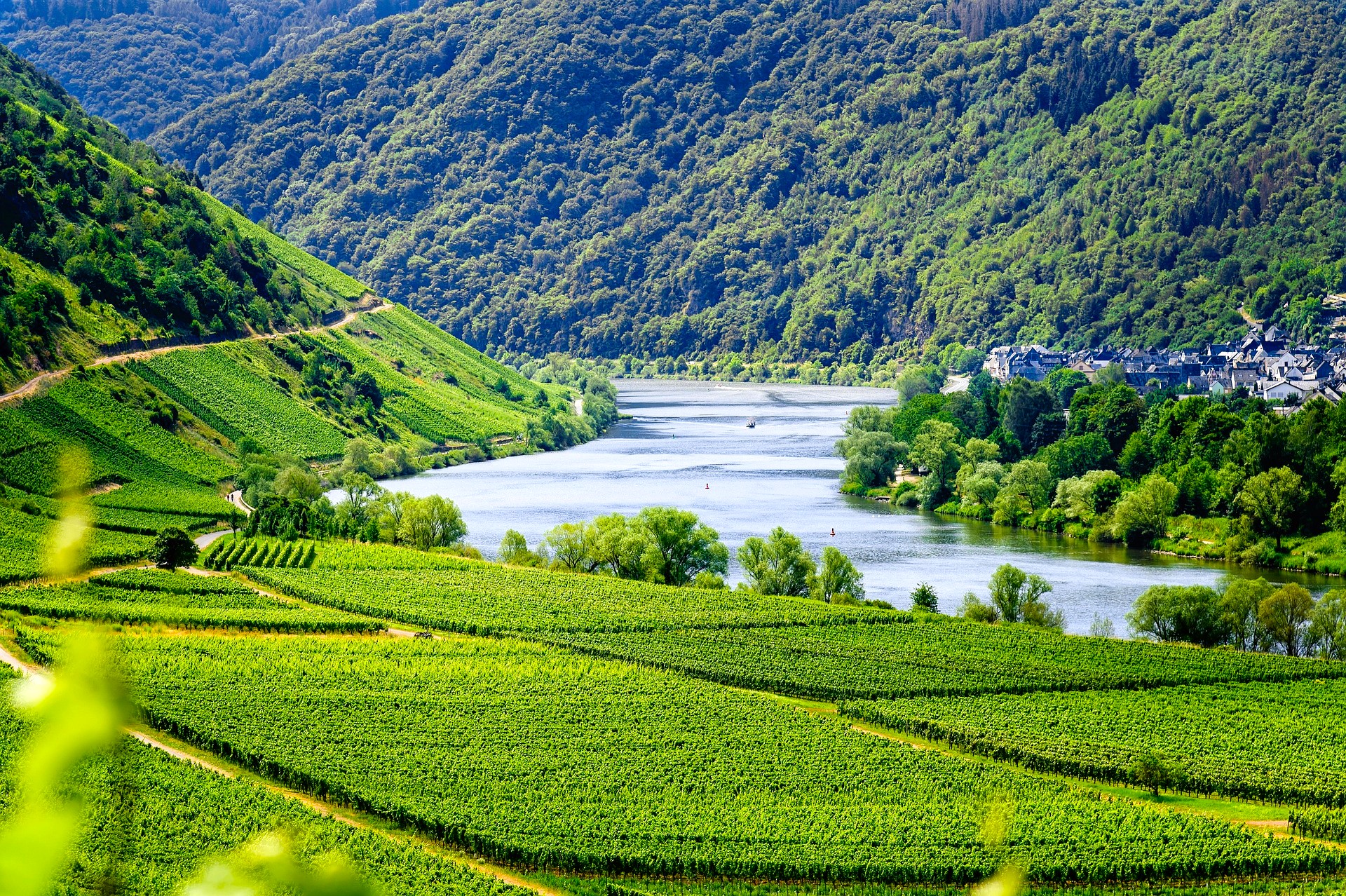 Germany Mosel Wine