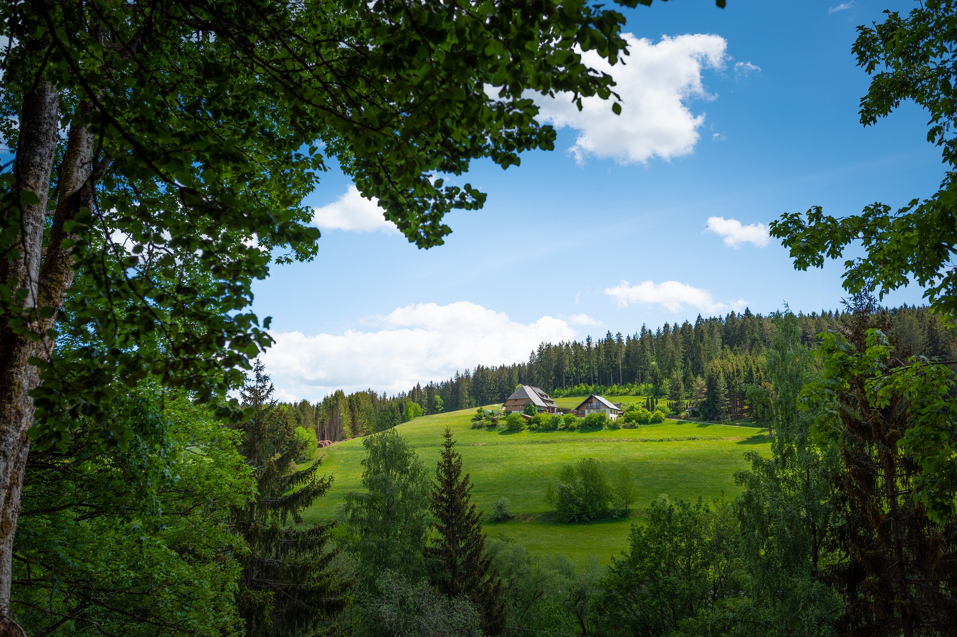 Black Forest in Germany