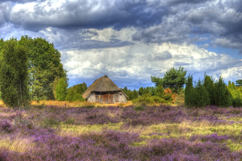 Lüneburger Heide in northern Germany