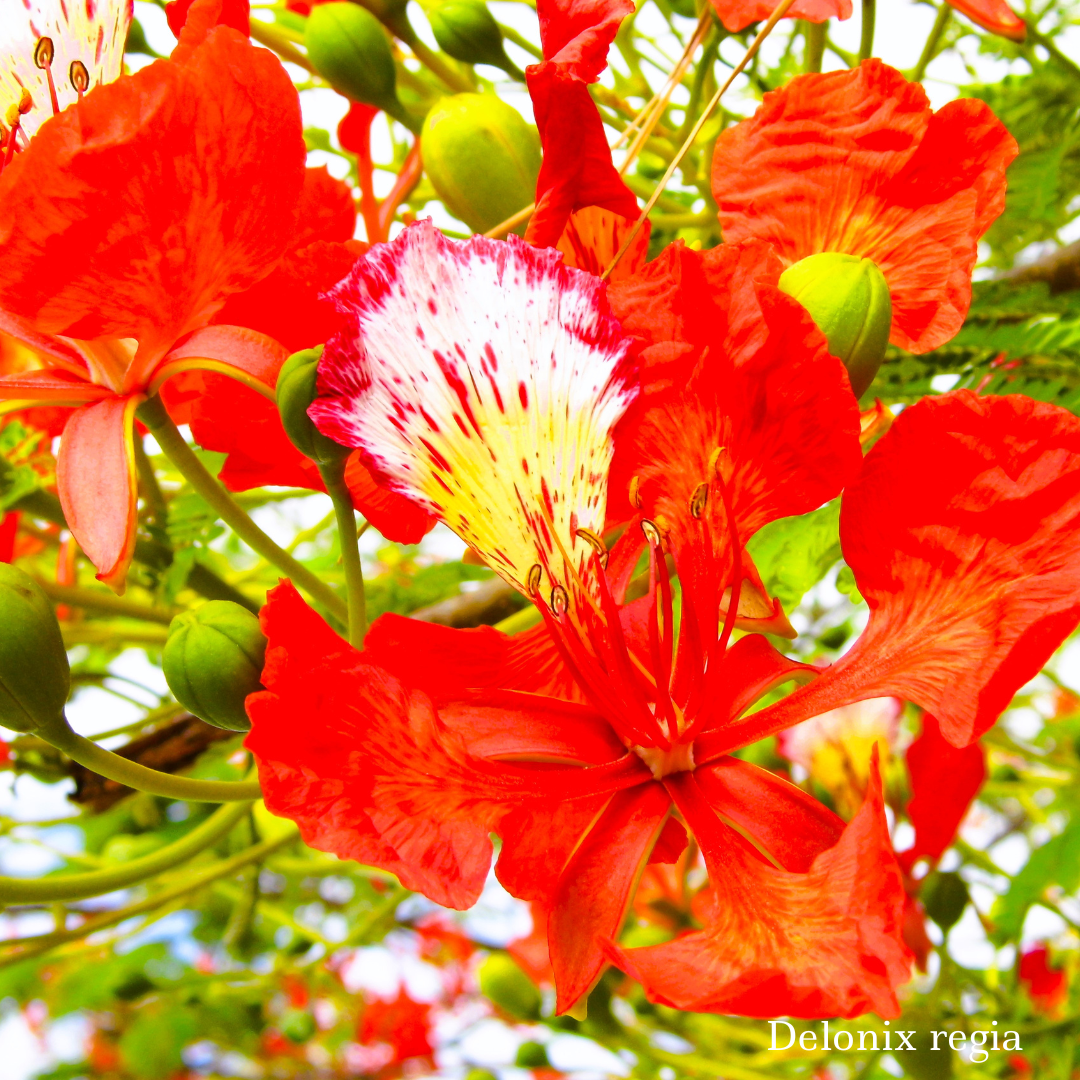 New Caledonia Delonix regia