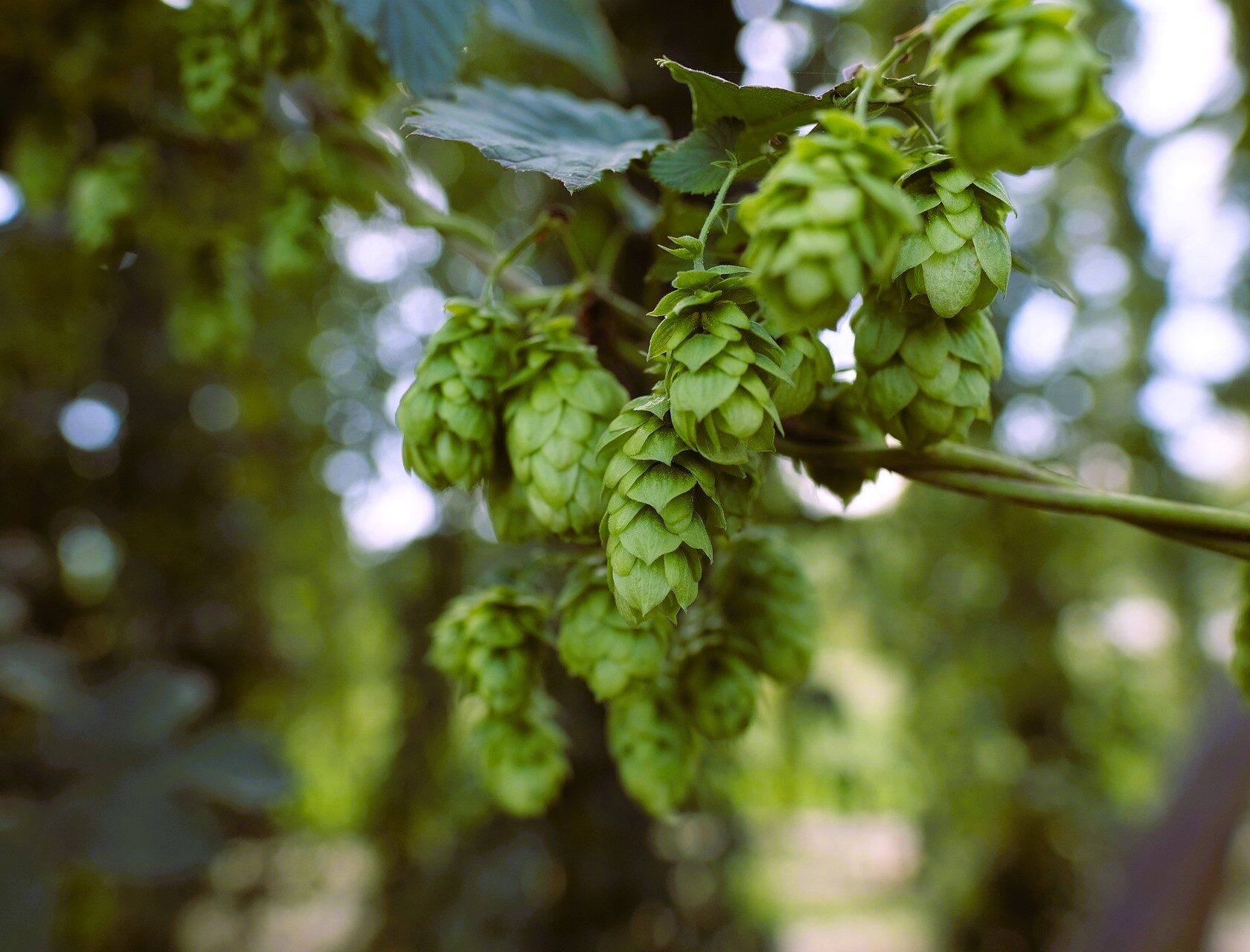 Germany Hopfen