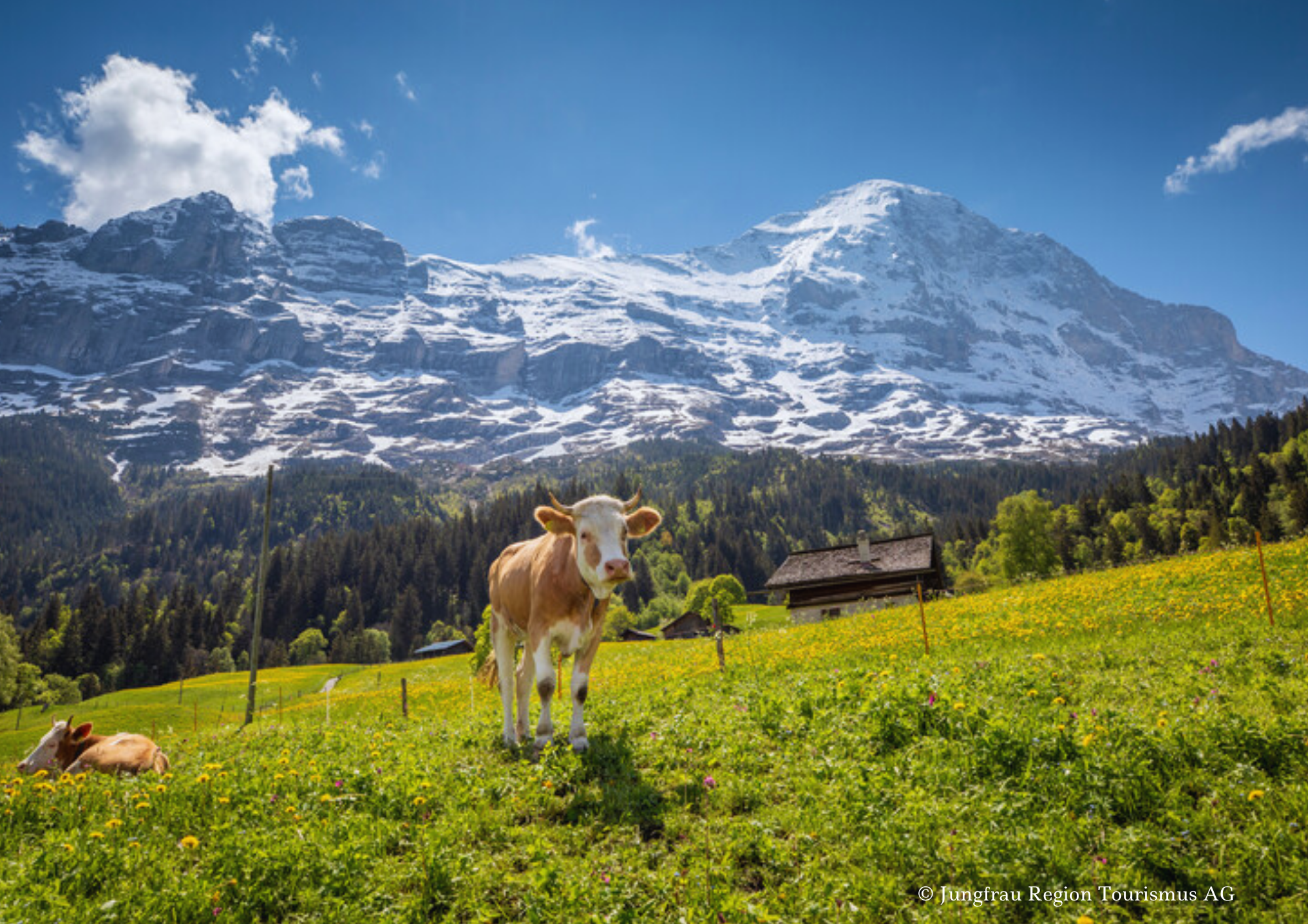 Frühlingslandschaft in Grindelwald. Aussicht auf Dorf und Tal, sowie auf den Eiger.