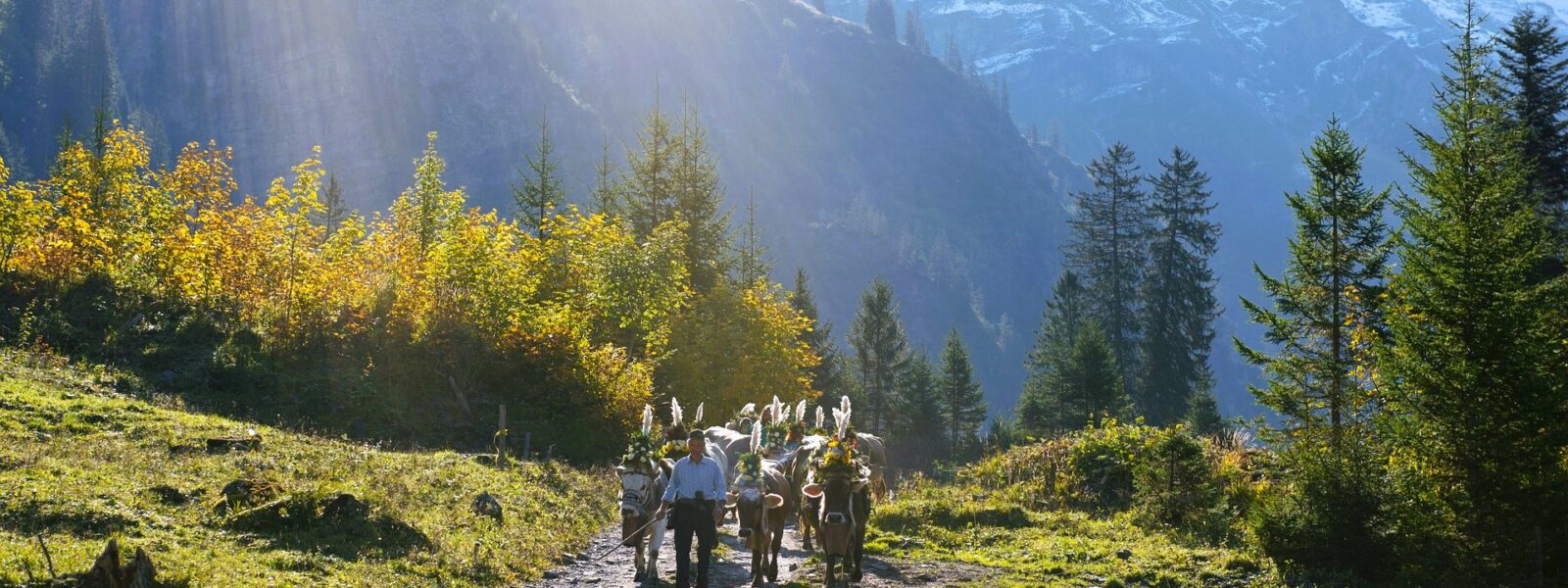 Swiss farming