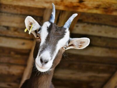 Swiss goat