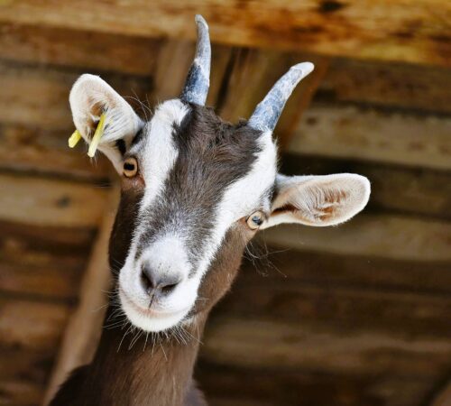 Swiss goat face