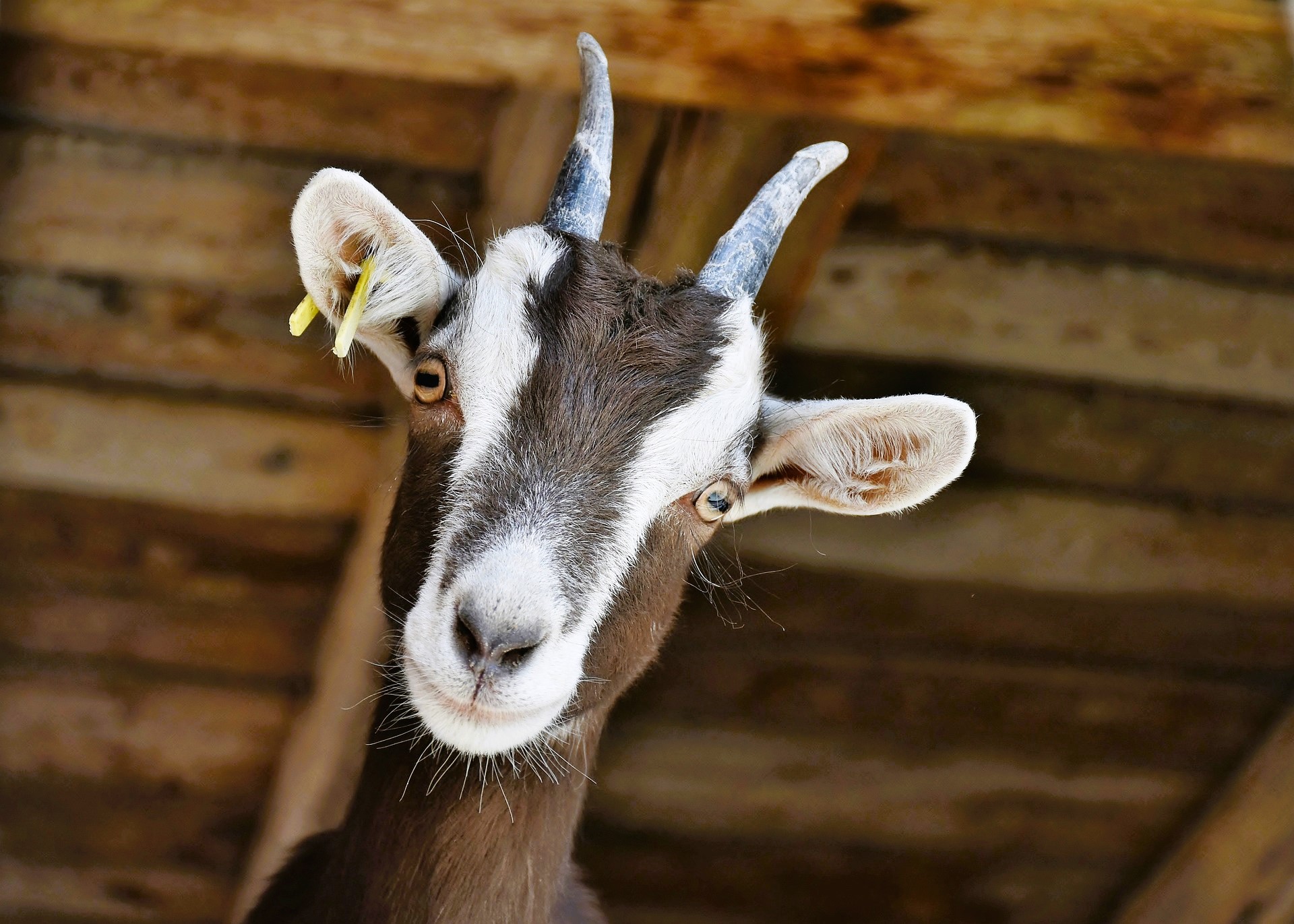 Swiss goat face