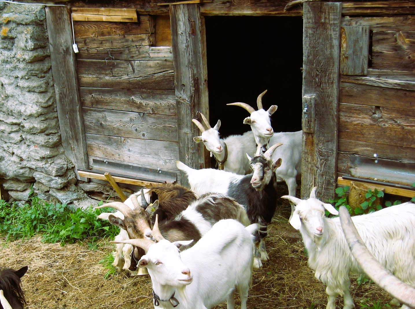 Swiss goats