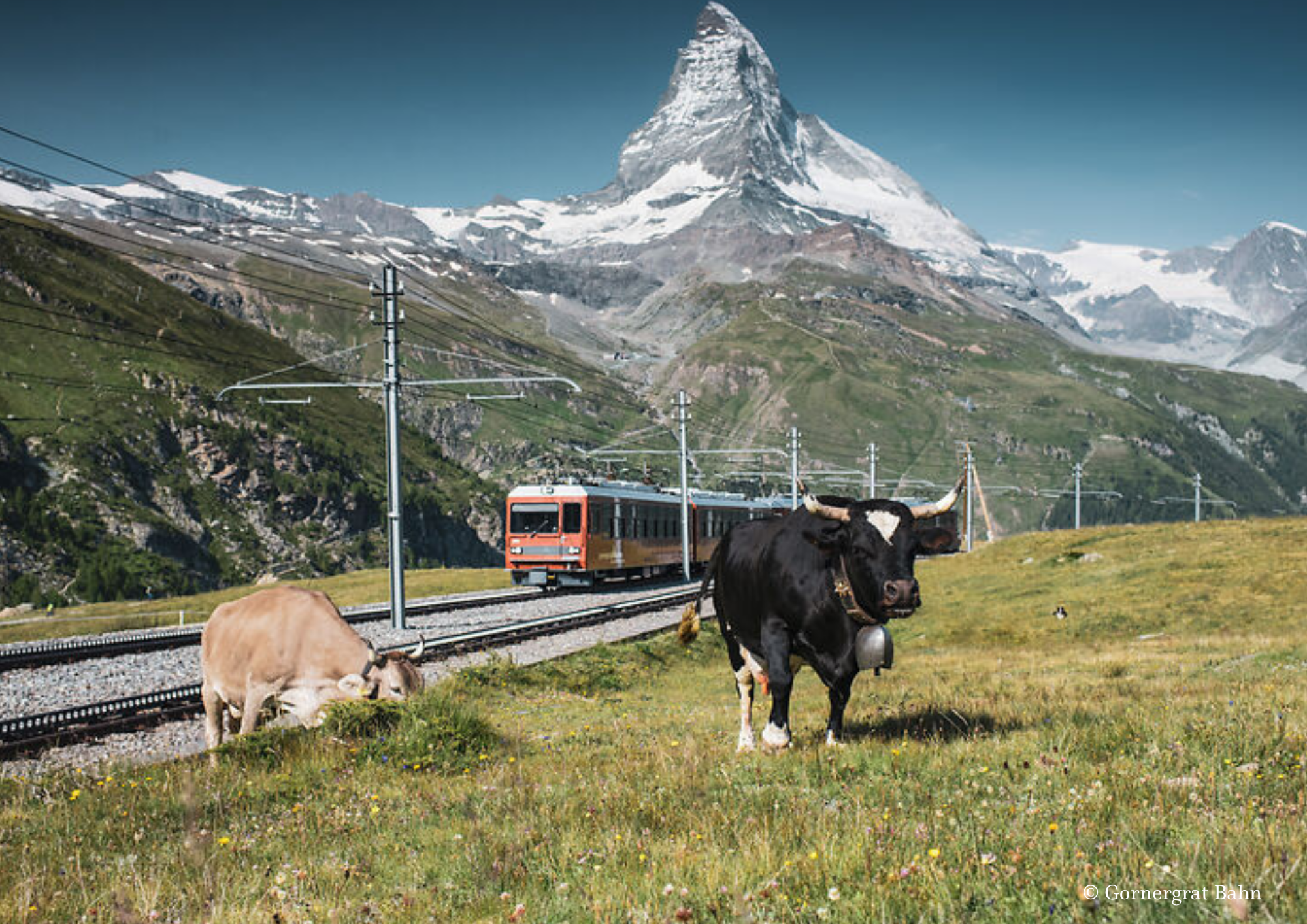 Switzerland Gornergrat Bahn with Matterhorn and Swiss cows
