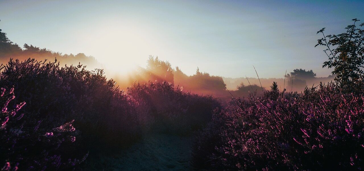 Germany Luenburger Heide