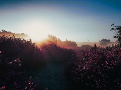 Germany Luenburger Heide