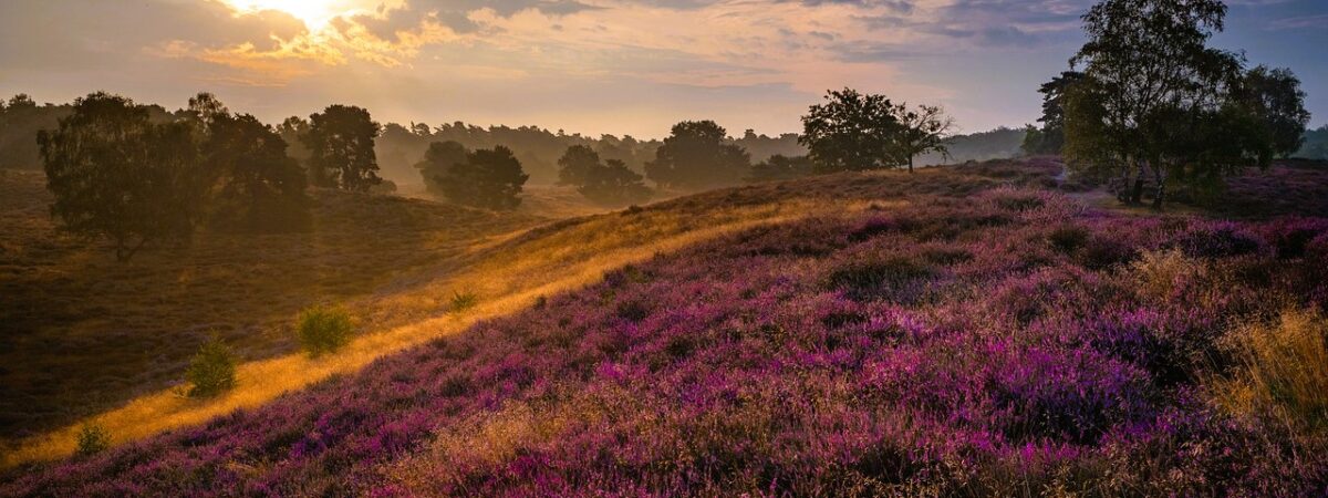 Germany Lüneburger Heide Sunrise