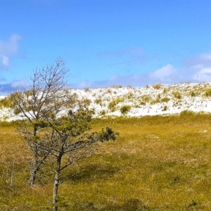 Germany Hohe Duene Sand dune