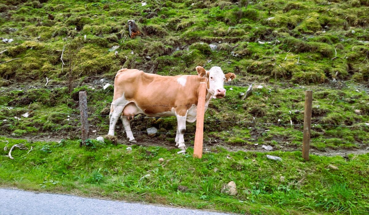 Austria cow