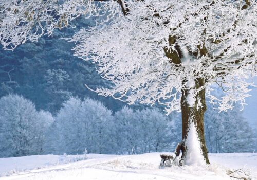 Germany Black Forest in Winter