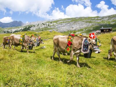 Swiss cow
