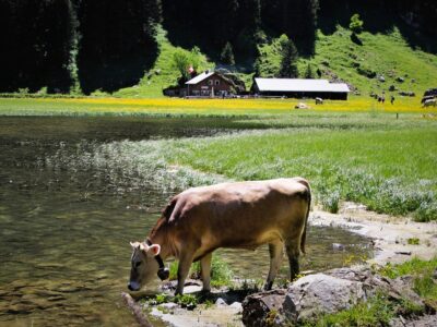 Switzerland Lake cow farm