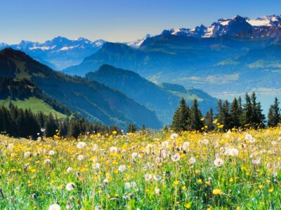 Switzerland meadow