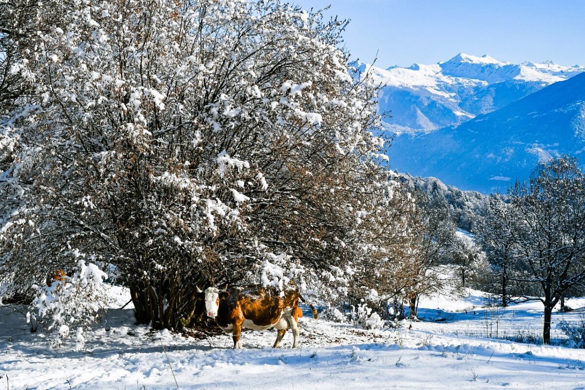 Switzerland simmental cow