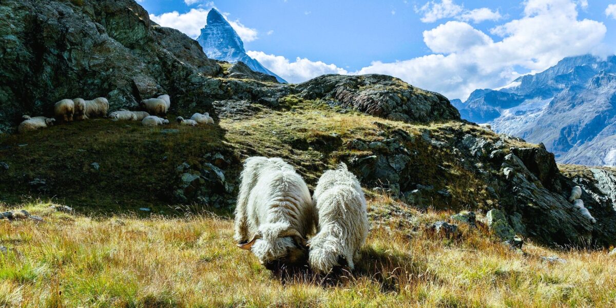 The sheep zermatt