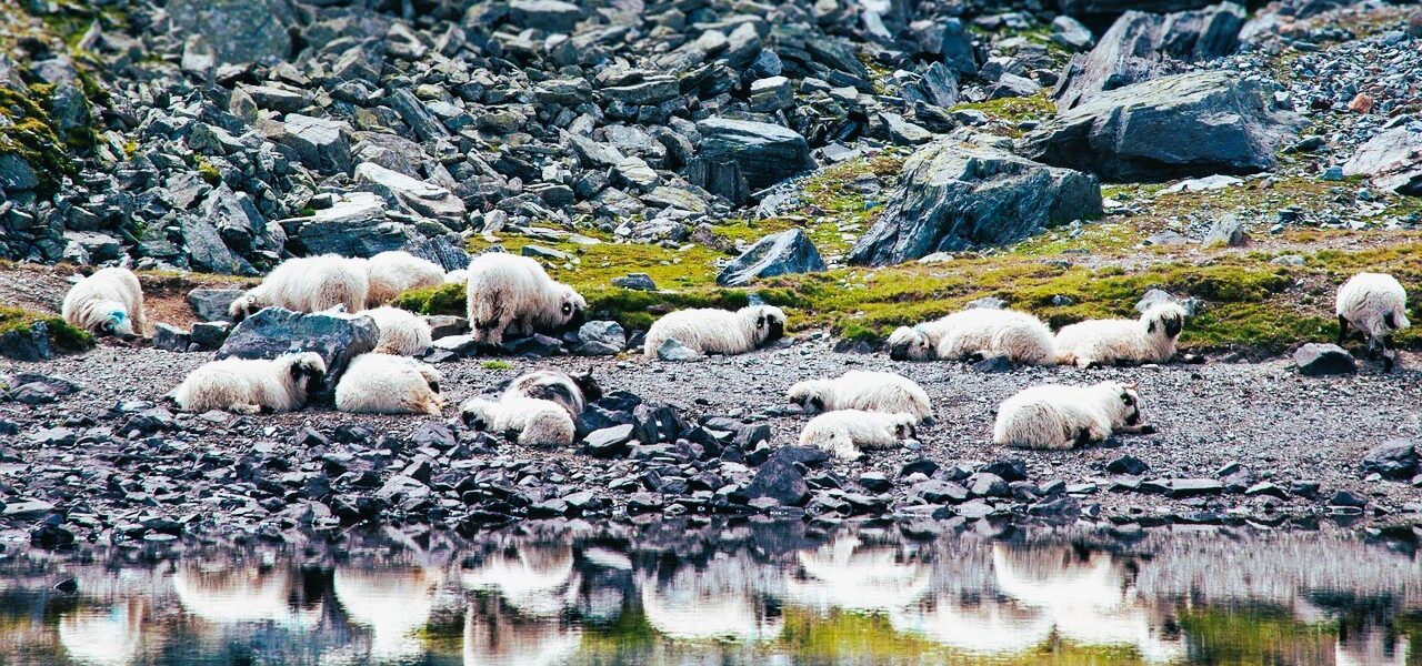 Switzerland Valais black nose sheep