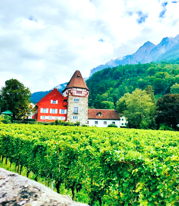 Liechtenstein Vaduz Wineyard