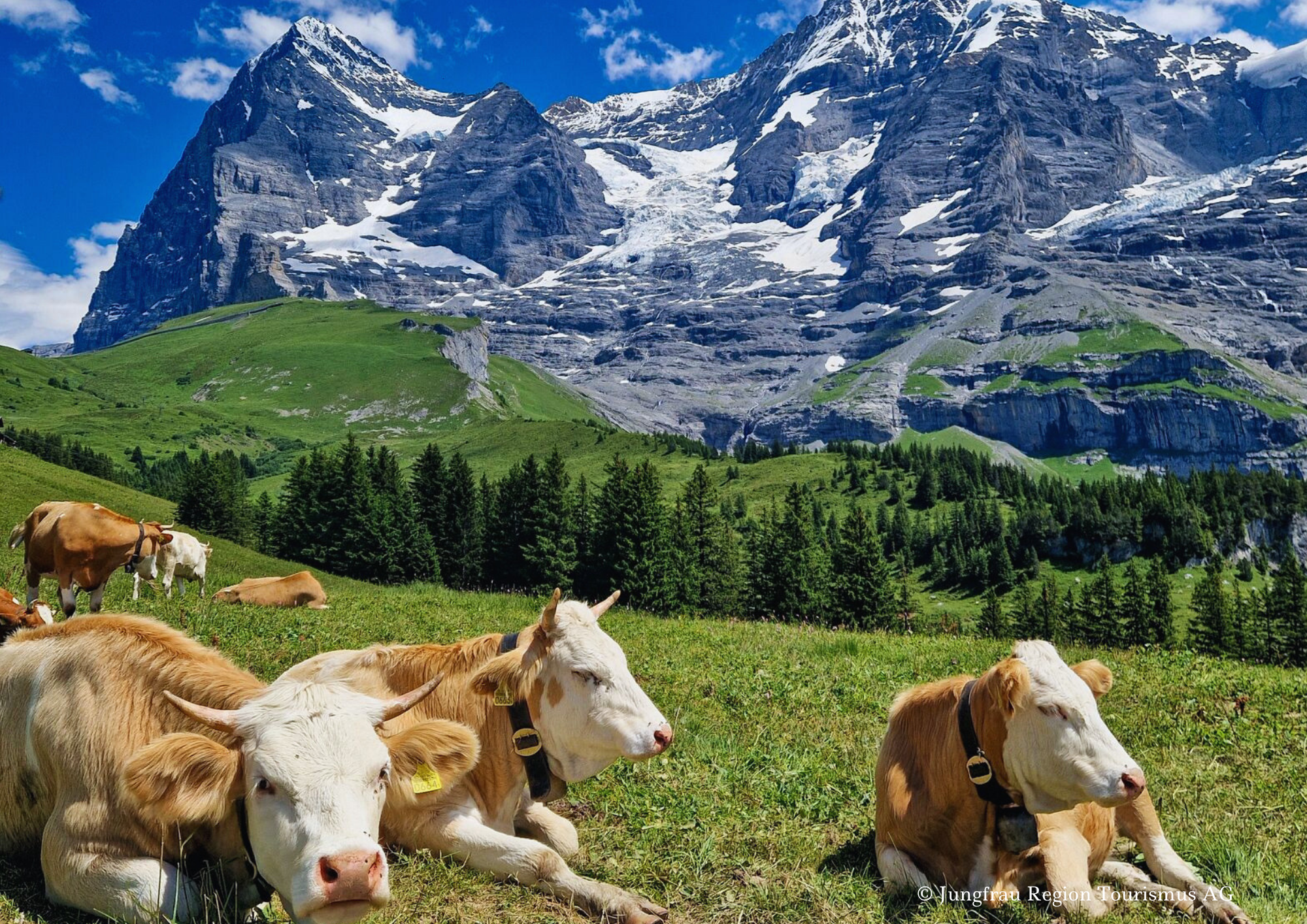 Kühe auf Alpweide vor Eiger und Mönch