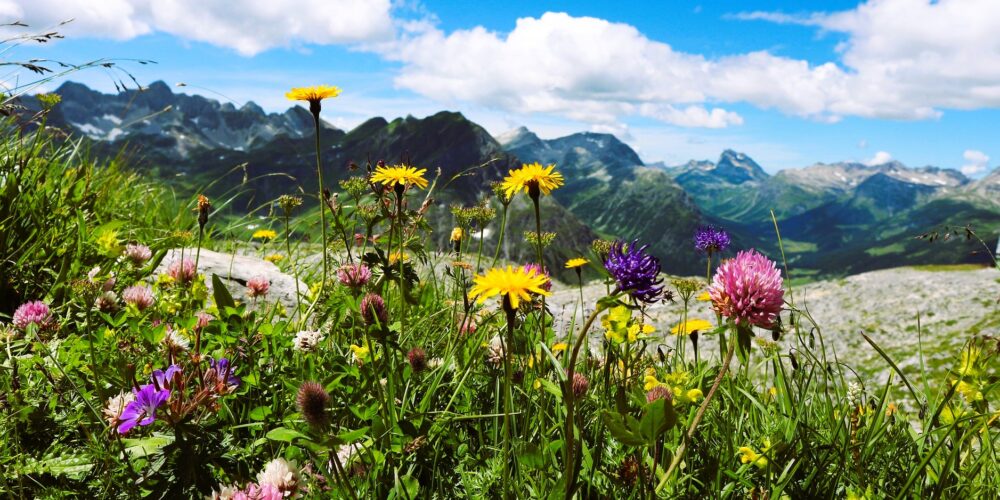 Alpine flowers