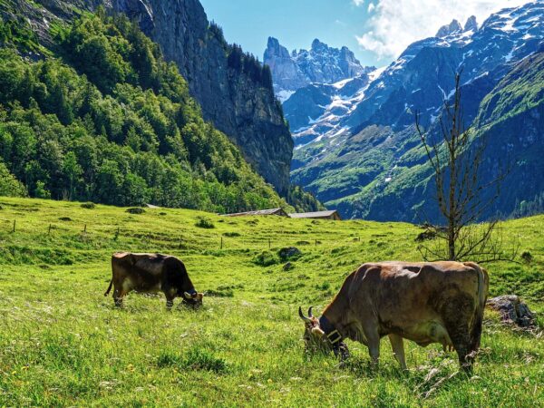 Alps cows mountains