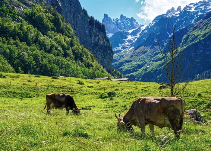 Alps cows mountains
